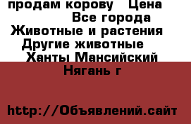 продам корову › Цена ­ 70 000 - Все города Животные и растения » Другие животные   . Ханты-Мансийский,Нягань г.